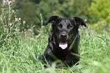 BEAUCERON 071